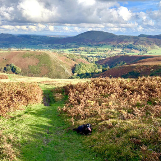 Shropshire Hills Cottage / Accommodation