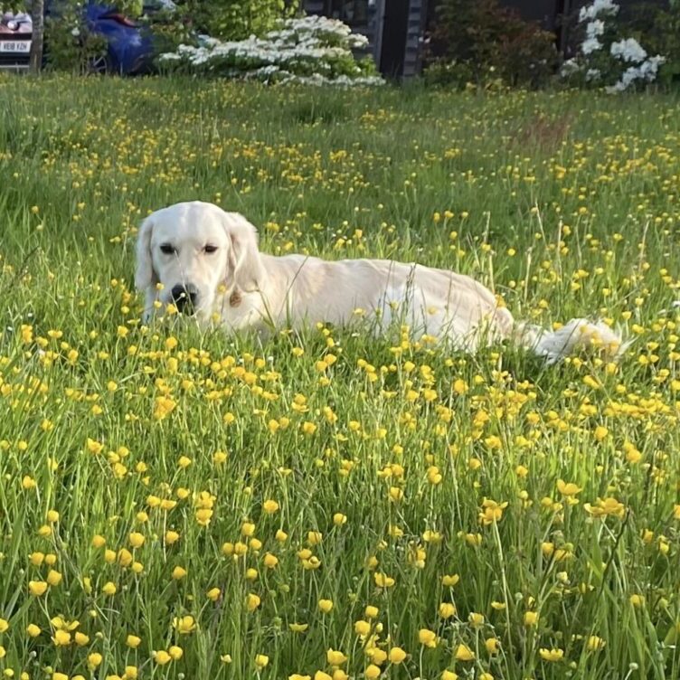 Shropshire Dogs welcome Accommodation