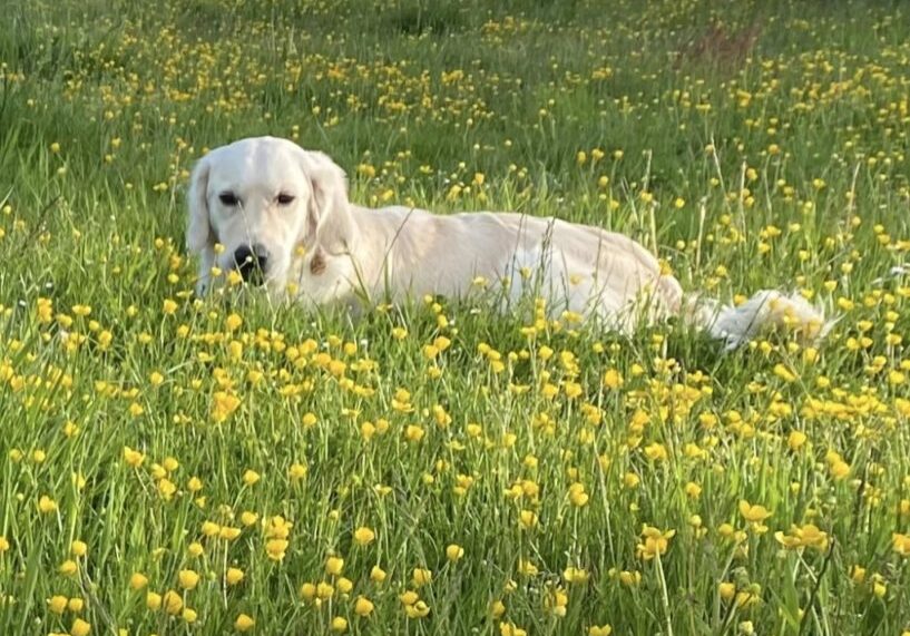 Shropshire Dogs welcome Accommodation